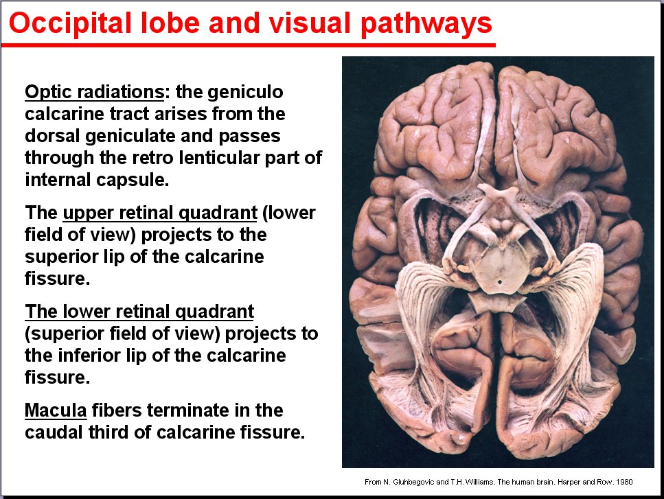 Salamons Neuroanatomy And Neurovasculature Web Atlas Resource